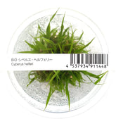 ADA 泰國水劍 Cyperus helferi IC031